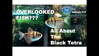 All About the Black Tetra in your Aquarium [upl. by Adyaj]