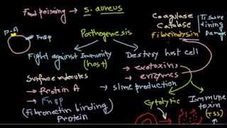 Staphylococcus pathogenesis [upl. by Margarethe]