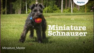 Miniature Schnauzer Dog Temperament Lifespan amp More  Petplan [upl. by Adel]