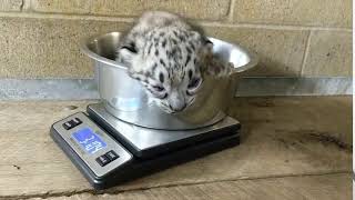 Snow Leopard Cub Vocalizing [upl. by Zebulon797]