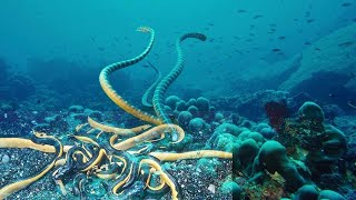 Deadly Sea Snakes That Lurk Below [upl. by Greff]