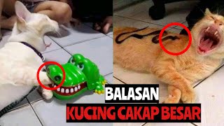 Kompilasi Kucing Comel dan Lucu Buat Anda Ketawa [upl. by Leonie]