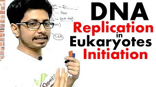 Eukaryotic DNA replication Initiation  DNA replication in eukaryotes lecture 1 [upl. by Ahscrop353]