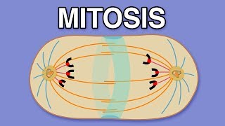 MITOSIS CYTOKINESIS AND THE CELL CYCLE [upl. by Nazar26]