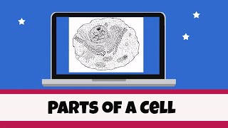 Cell Organelles and their functions [upl. by Ennayelsel356]