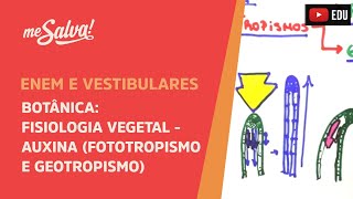 Me Salva BOT31  Botânica  Fisiologia vegetal Auxina fototropismo e geotropismo [upl. by Cymbre]