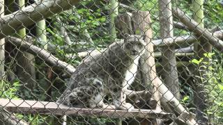 Funny Snow Leopard Meowing [upl. by Hanahsuar827]