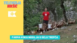 FARMA KOKA NOSILJA U SELU TREPČA [upl. by Kealey704]