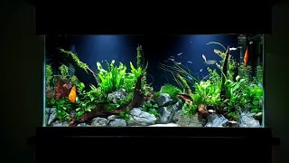 How To Planted Aquarium Tutorial  55 Gallon Aquascape With Discus [upl. by Roosevelt]