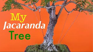 Jacaranda Tree Bonsai  Late Spring Pruning  June 2020 [upl. by Gervase20]