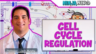 Cell Biology  Cell Cycle Regulation [upl. by Edithe]