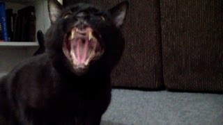 Incredible Singing Cat [upl. by Eiclehc]