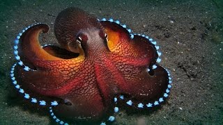 Octopus And Squid Documentary [upl. by Lewison]