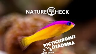 Diadem Zwergbarsch  Pictichromis diadema [upl. by Laise856]