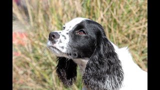 English Cocker Spaniel Training Session [upl. by Arleta999]