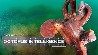 How Octopuses Evolved to be Intelligent [upl. by Anees]