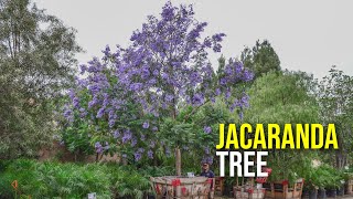 Add These Purple Flowering Trees to Your Landscape Jacaranda Trees [upl. by Lynelle]