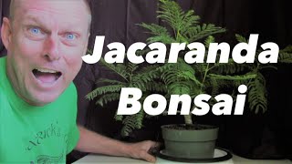 Jacaranda bonsai from seed 25 years old [upl. by Hulton206]