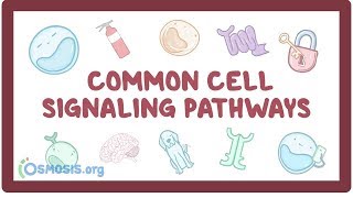 Common cell signaling pathway [upl. by Onibla]