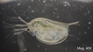 Daphnia magna under the Microscope [upl. by Jillie887]