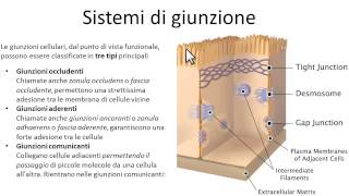 Sistemi di giunzione cellulare Giunzioni cellulari biologia [upl. by Hayott512]