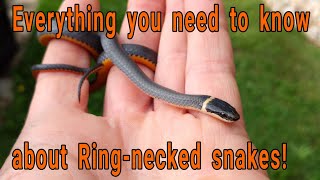 Everything you need to know about Ringnecked snakes Diadophis punctuatus [upl. by Amri615]