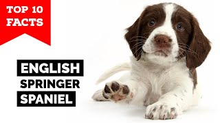 English Springer Spaniel  Top 10 Facts [upl. by Yesllek568]