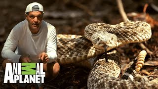 Conoce a la serpiente cascabel diamante occidental  Wild Frank en California  Animal Planet [upl. by White337]