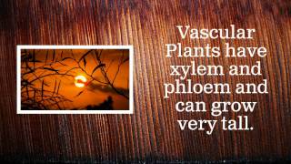 Vascular vs Nonvascular Plants [upl. by Radborne]