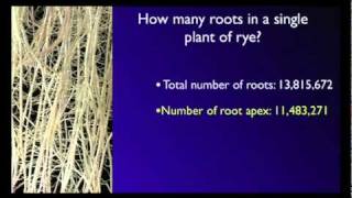 Stefano Mancuso The roots of plant intelligence [upl. by Yenduhc]