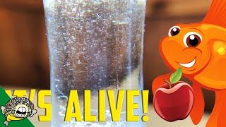 How to culture Vinegar Eels The EASY Way Live Fish Food [upl. by Akiemat301]