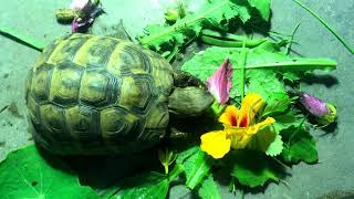 Mediterranean Tortoise Diet [upl. by Dlared]