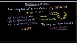 Staphylococus introduction [upl. by Rog]