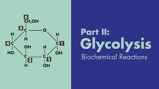 Glycolysis  Biochemical Reactions  MEDZCOOL [upl. by Annahaj107]