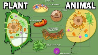 PLANT VS ANIMAL CELLS [upl. by Irret]