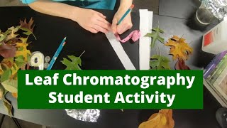 Leaf Chromatography Activity  Students [upl. by Reba]