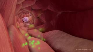 Extravasation of Neutrophils [upl. by Breech501]