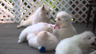 Samoyed puppies 37 Days old  quotmannersquot [upl. by Zehcnas823]