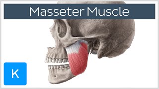 20 Dizziness Exercises For Home Vestibular Rehab  Dr Jon Saunders [upl. by Pauline775]