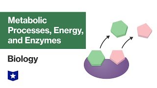 Metabolic Processes Energy and Enzymes  Biology [upl. by Adnertal]