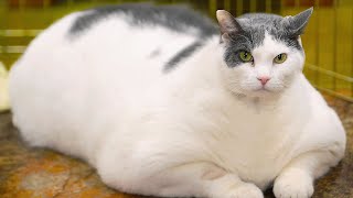 10 Unbelievable FAT Animals [upl. by Davida813]