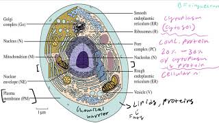 Biochemistry Lecture 1 Introduction [upl. by Aiciled]