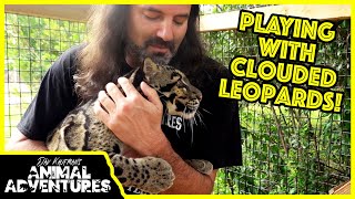 PLAYING with CLOUDED LEOPARDS [upl. by Merc]