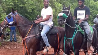 Standardbred Horse Racing Under The Saddle Longview Texas [upl. by Ttocserp986]