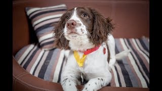 Milo  Springer Spaniel Puppy  3 Weeks Residential Dog Training [upl. by Notniuqal361]