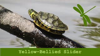 Yellow Bellied Slider [upl. by Khan]