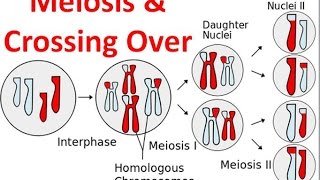 Meiosis amp Crossing Over [upl. by Oidiple]