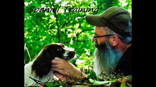 Springer Spaniel TrainingHow to discipline [upl. by Winters739]