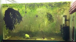 Scuds Daphnia Cherry Shrimp Copepods My aquatic food culture [upl. by Oibirot]