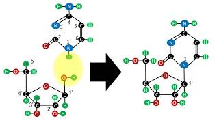 Biochemistry  Structure of nucleotides and nucleosides [upl. by Ainafets513]